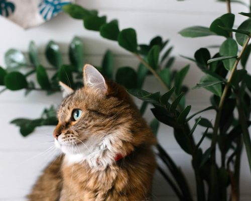 Cute cat sitting under green plant branches and relaxing on white wall backgroud