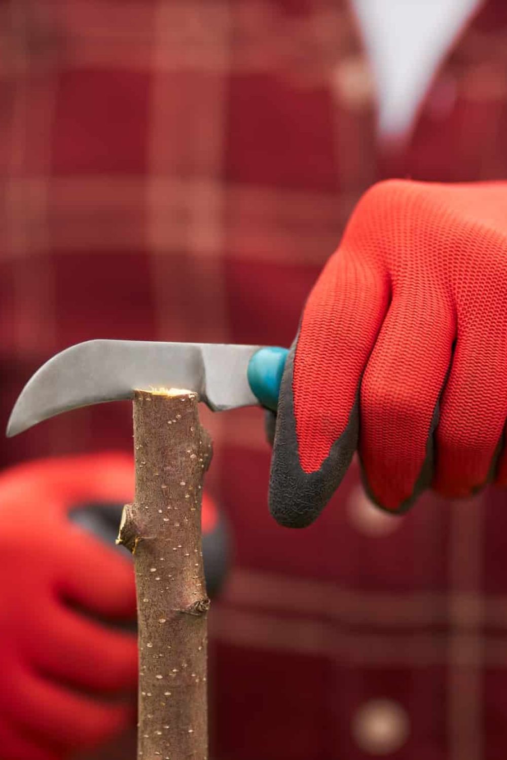 Gardener in plaid shirt cutting tree trunk with knife. Gardener in plaid shirt cutting tree trunk with knife.
