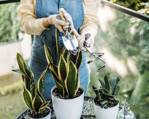 Gloved hands of a young person misting houseplants on a balcony garden table.