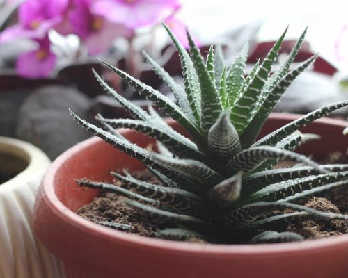 Haworthia is a green plant with thorny leaves