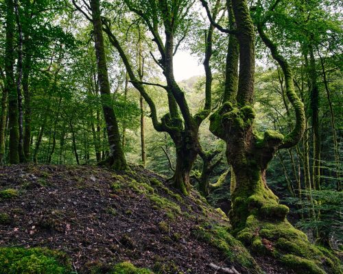 Lush forest with ancient oak trees