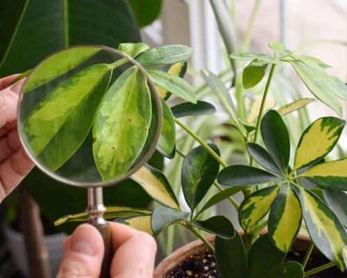 Person using magnifying glass to examine leaves of schefflera houseplant for pests and disease