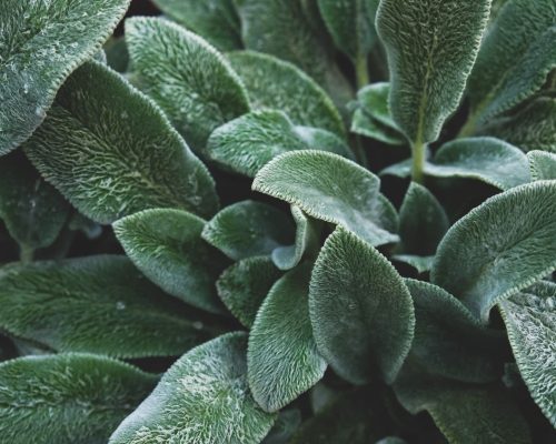 Sage leaves texture.