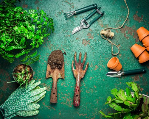 Spring gardening concept - gardening tools with plants, flowerpots and soil