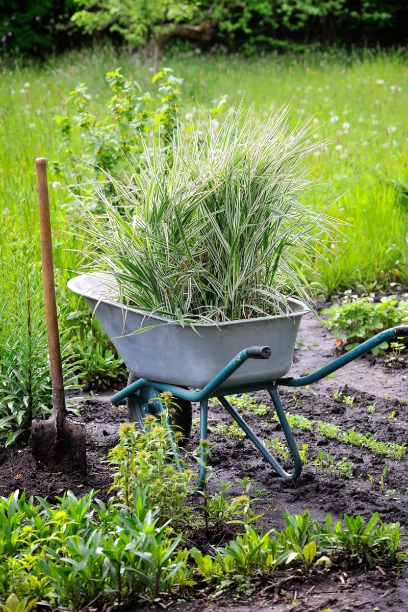 Wheelbarrow full with decorative sedges (Reed canary grass) and Wheelbarrow full with decorative sedges (Reed canary grass) and