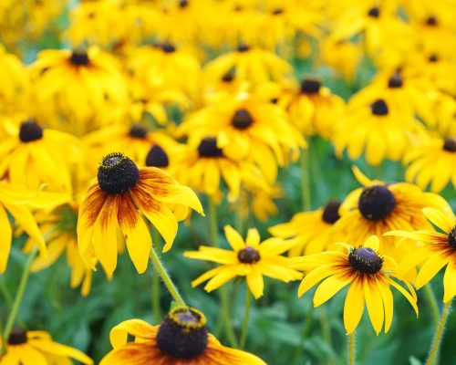 Yellow Flowers Of Rudbeckia Fulgida, Coneflowers Or Black Eyed Susan In The Garden, Meadow Or Lawn