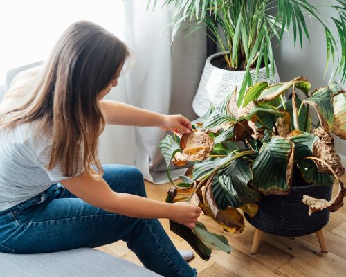 Young upset, sad woman examining dried dead foliage of her home plant Calathea. Houseplants diseases